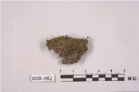 藏品(細葉小羽苔)的圖片
